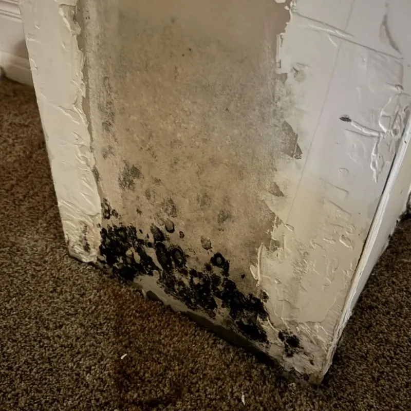 Professional Mold Removal in Irwindale, CA